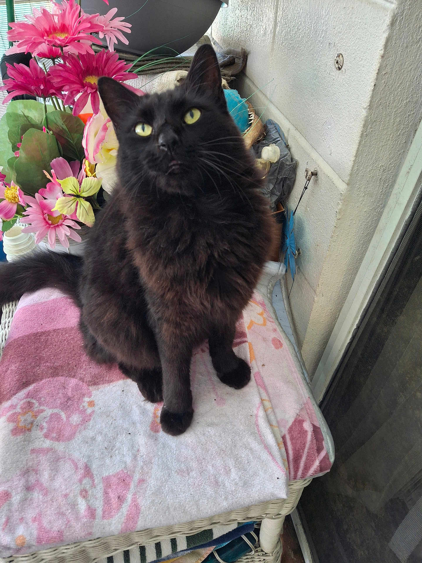 Smokie joined the competition — help win amazing prizes! black_cat, cat, fluffy_cat, yellow_eyes, flower_pot, pink_flowers, wicker_table, towel, indoor_plant, curious_cat, pet, feline, domestic_cat, table, decor, garden, animal, sitting, close_up, looking_up