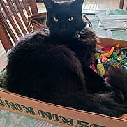 Smokie joined the competition — help win amazing prizes! black_cat, cat, feline, yarn, colorful_yarn, cardboard_box, indoor, furniture, chair, couch, table, papers, fabric, pet, animal, cozy, relaxed, looking_at_camera, home, domestic