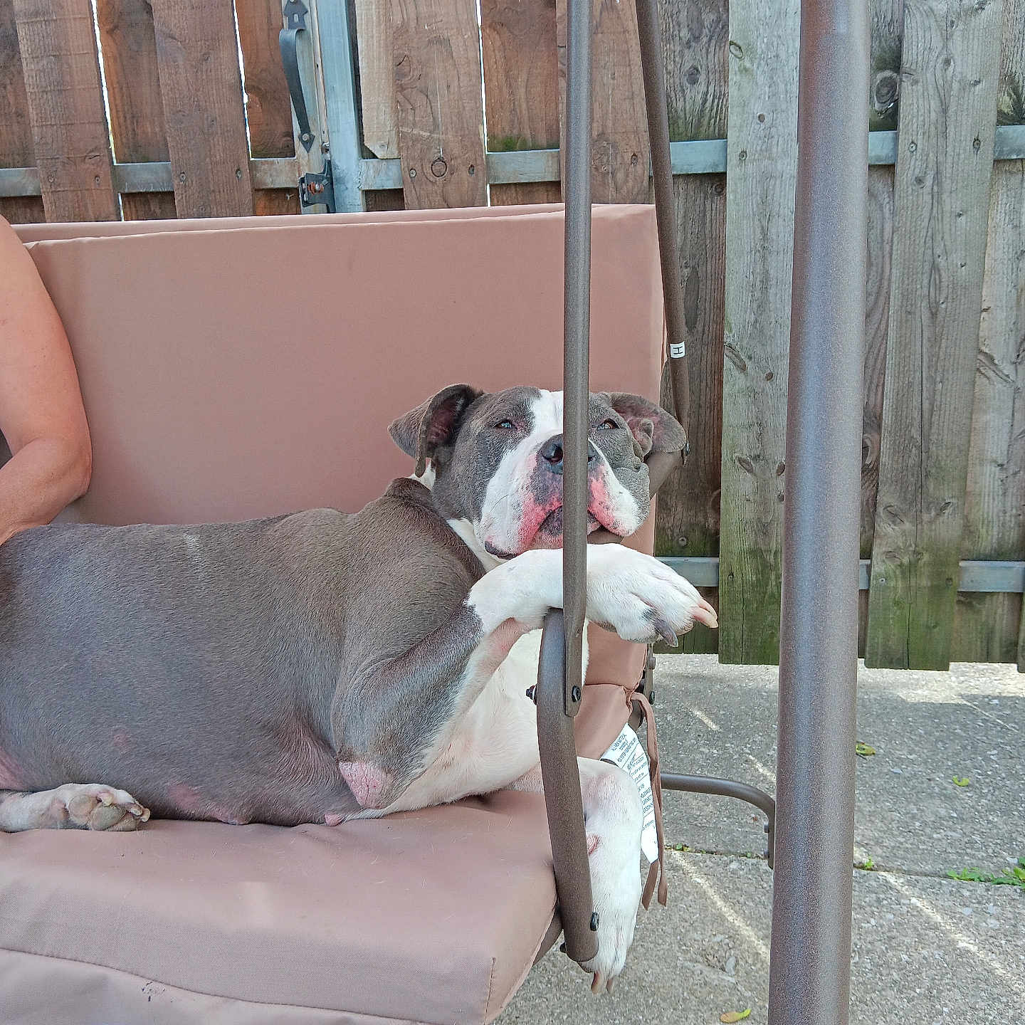 Layla is registered to the contest to win money with this photo: animal, architecture, baby, bostonbull, boxer, bulldog, canine, chair, couch, dog, frenchbulldog, furniture, hound, machine, person, pet, pitbull, puppy, spoke, wood
