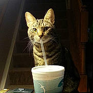 Eddie is registered to the contest to win money with this photo: animal, cat, closeup, cup, curious, domestic_cat, drink, feline, indoor, lighting, pet, portrait, shadow, stairs, straw, striped_fur, tabby_cat, table, whiskers, wooden_staircase
