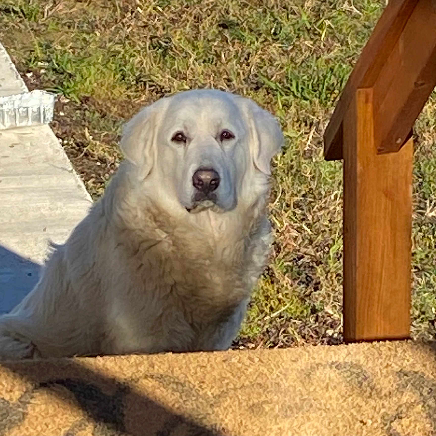 Mia