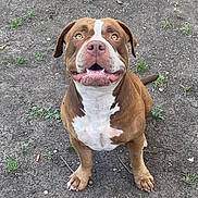 Rosie Girl joined the competition — help win amazing prizes! dog, brown, white, pitbull, smiling, sitting, outdoor, dirt, grass, pet, animal, canine, cute, ears, tail, happy, nails_painted, ground, looking_up, friendly