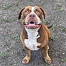 dog, brown, white, pitbull, smiling, sitting, outdoor, dirt, grass, pet, animal, canine, cute, ears, tail, happy, nails_painted, ground, looking_up, friendly