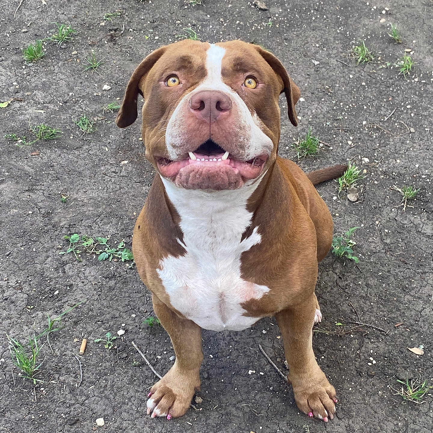 Rosie Girl
