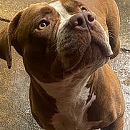 Rosie Girl is registered to the contest to win money with this photo: animal, brown, canine, close_up, companion, concrete, curious, dog, ears, eyes, fur, looking_up, muzzle, nose, outdoor, pet, portrait, standing, wet_surface, white