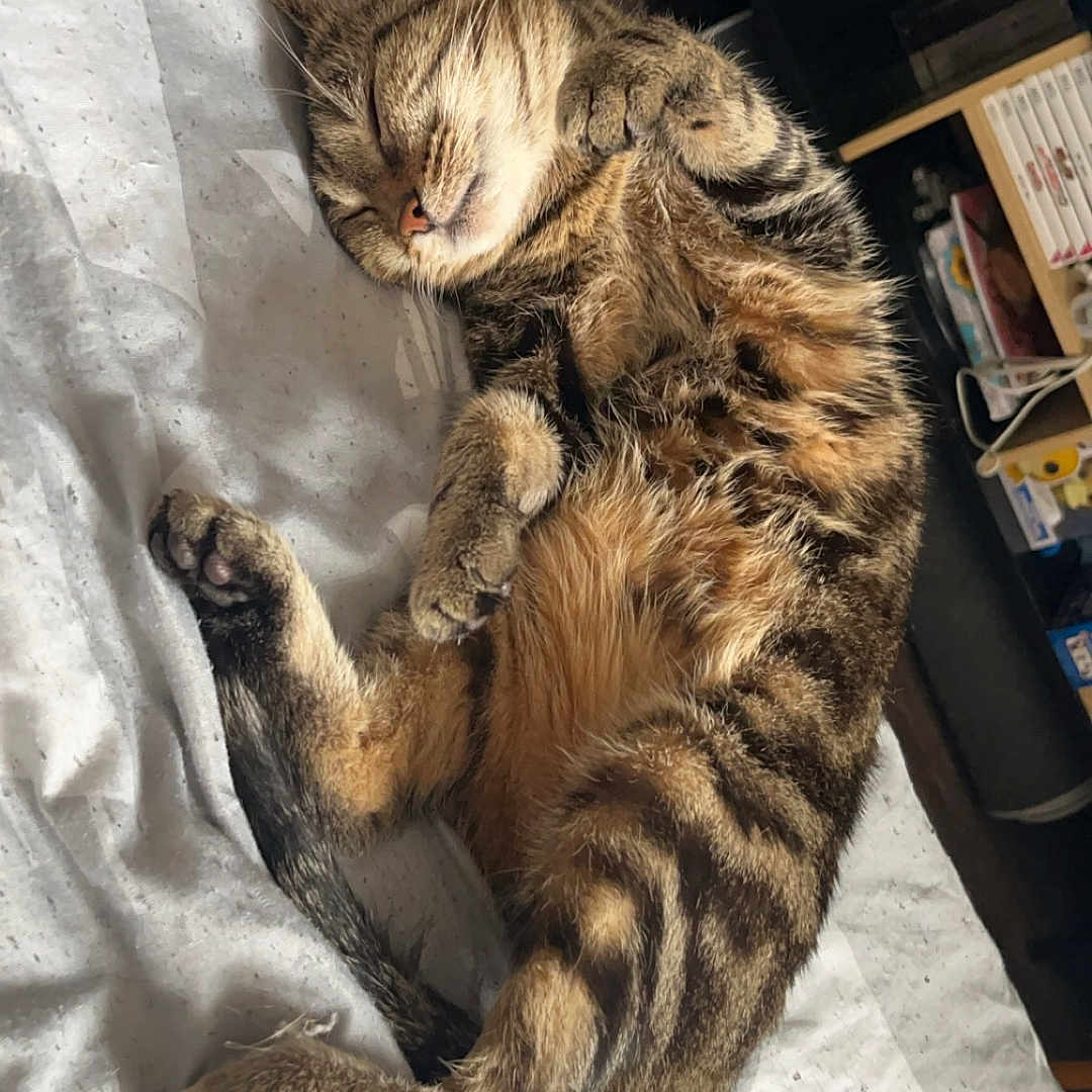 Bella a rejoint le concours — aidez-le/la à gagner de superbes lots ! abyssinian, animal, bed, bedroom, blanket, cat, couch, cushion, furniture, homedecor, indoors, kitten, machine, manx, person, pet, room, sleeping, wheel, wood