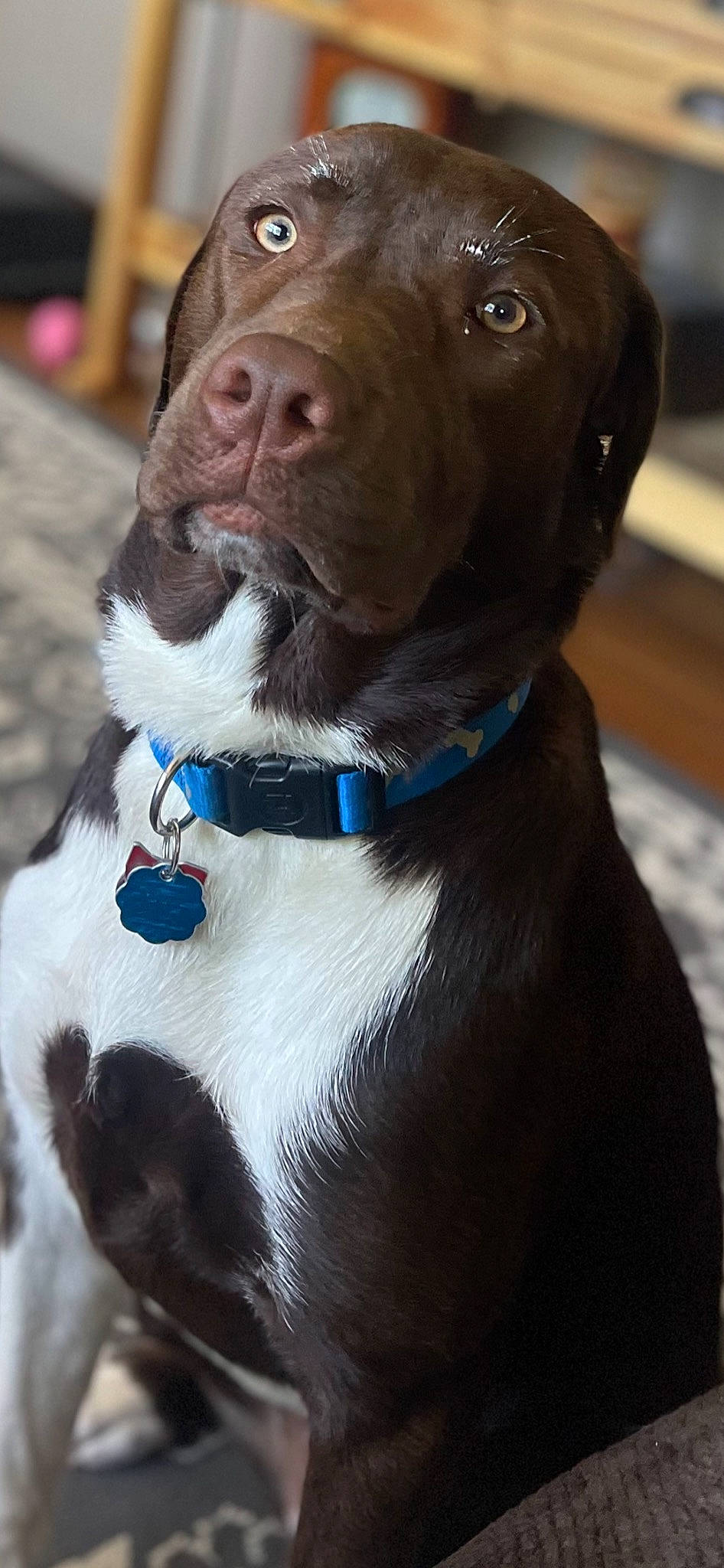 Ruby joined the competition — help win amazing prizes! canidae, carnivore, collar, companion_dog, dog, dog_breed, dog_collar, dog_supply, electric_blue, fashion_accessory, fawn, leash, liver, pet_supply, snout, sporting_group, strap, whiskers, white, working_animal