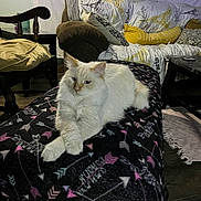 Leo joined the competition — help win amazing prizes! cat, furniture, blanket, couch, pillow, living_room, indoor, animal, pet, mammal, wood_floor, table, chair, decor, relaxing, white_cat, pattern, cozy, home, resting
