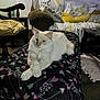 cat, furniture, blanket, couch, pillow, living_room, indoor, animal, pet, mammal, wood_floor, table, chair, decor, relaxing, white_cat, pattern, cozy, home, resting