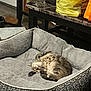 Annie Poo Poo joined the competition — help win amazing prizes! cat, pet_bed, sleeping, indoor, feline, cozy, plush, patterned, curled_up, resting, home, floor, domestic, animal, relaxing, soft, quiet, comfortable, tabby, nap