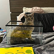 Annie Poo Poo joined the competition — help win amazing prizes! cat, glass_tank, bed, blanket, pillow, reflection, yellow, spongebob, toy, controller, headboard, water_bottle, figurine, gray, tabby_cat, indoor, cozy, curious, bedroom, furniture