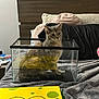 cat, glass_tank, bed, blanket, pillow, reflection, yellow, spongebob, toy, controller, headboard, water_bottle, figurine, gray, tabby_cat, indoor, cozy, curious, bedroom, furniture
