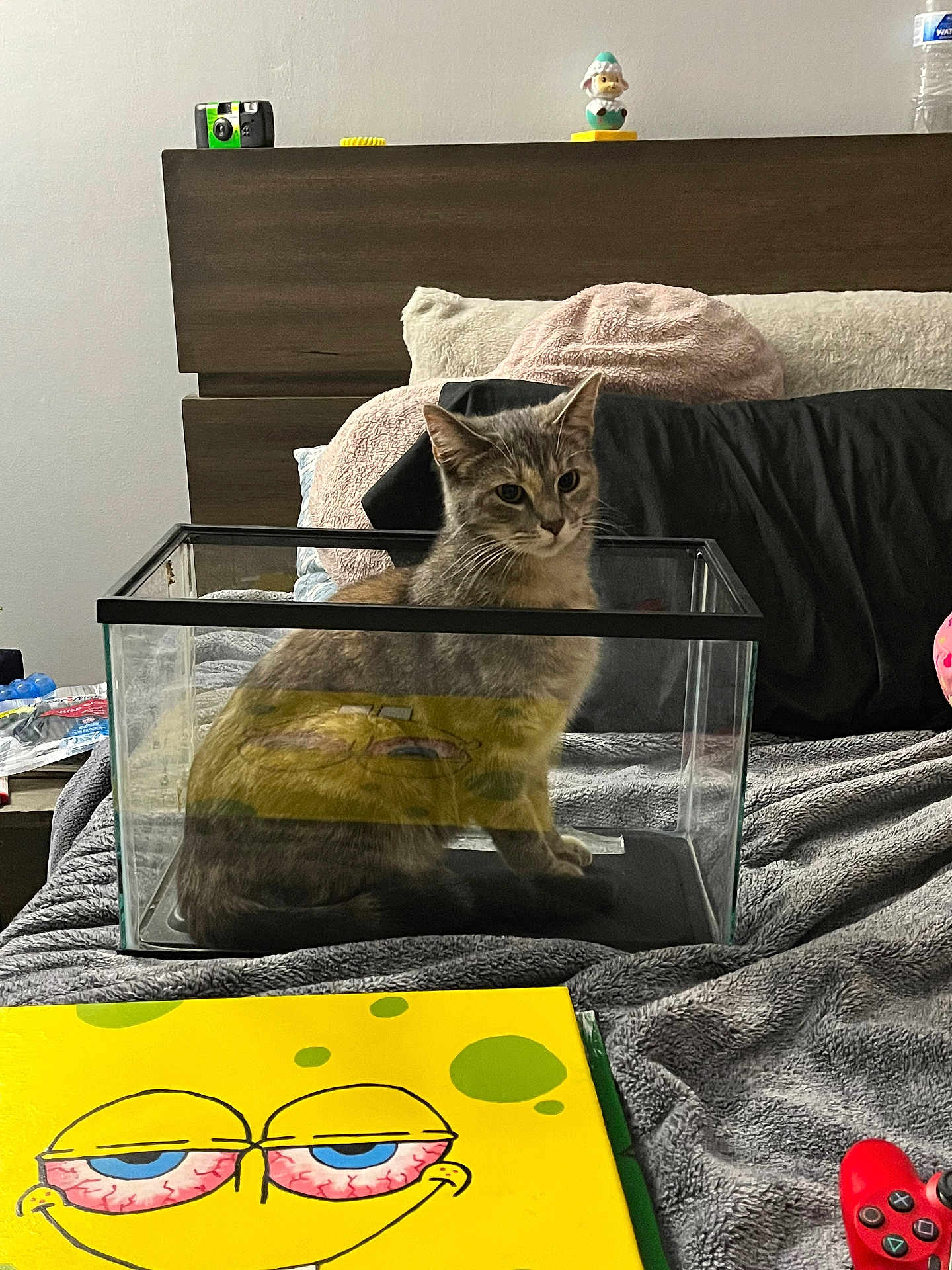Annie Poo Poo joined the competition — help win amazing prizes! cat, glass_tank, bed, blanket, pillow, reflection, yellow, spongebob, toy, controller, headboard, water_bottle, figurine, gray, tabby_cat, indoor, cozy, curious, bedroom, furniture
