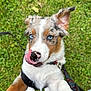 Annie Poo Poo is registered to the contest to win money with this photo: puppy, dog, blue_eyes, tongue_out, grass, outdoor, pet, playful, leash, collar, fur, cute, animal, canine, young_dog, nature, close_up, attention, friendly, adorable