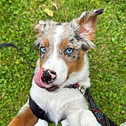 Atlas joined the competition — help win amazing prizes! puppy, dog, blue_eyes, tongue_out, grass, outdoor, pet, playful, leash, collar, fur, cute, animal, canine, young_dog, nature, close_up, attention, friendly, adorable