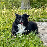 Miloh is registered to the contest to win money with this photo: dog, border_collie, black_and_white, grass, dandelions, outdoor, nature, tree, pathway, smiling, pet, canine, lying_down, sunlight, greenery, fur, animal, happy, park, daytime
