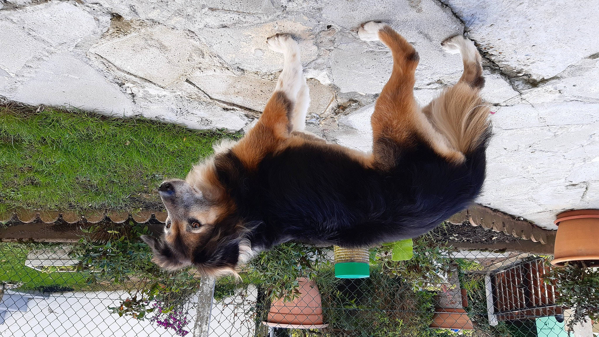 Cracotte a rejoint le concours — aidez-le/la à gagner de superbes lots ! bear, big_cats, brown_bear, canidae, carnivore, companion_dog, dog_breed, fawn, felidae, fur, grass, grizzly_bear, kodiak_bear, liver, plant, sporting_group, tail, terrestrial_animal, wildlife, zoo