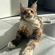 Zélia a rejoint le concours — aidez-le/la à gagner de superbes lots ! cat, feline, fluffy, indoor, sunlight, tile_floor, relaxed, curious, ears, whiskers, paws, multi-colored, pet, animal, mammal, domestic, fur, close-up, laying_down, shadow