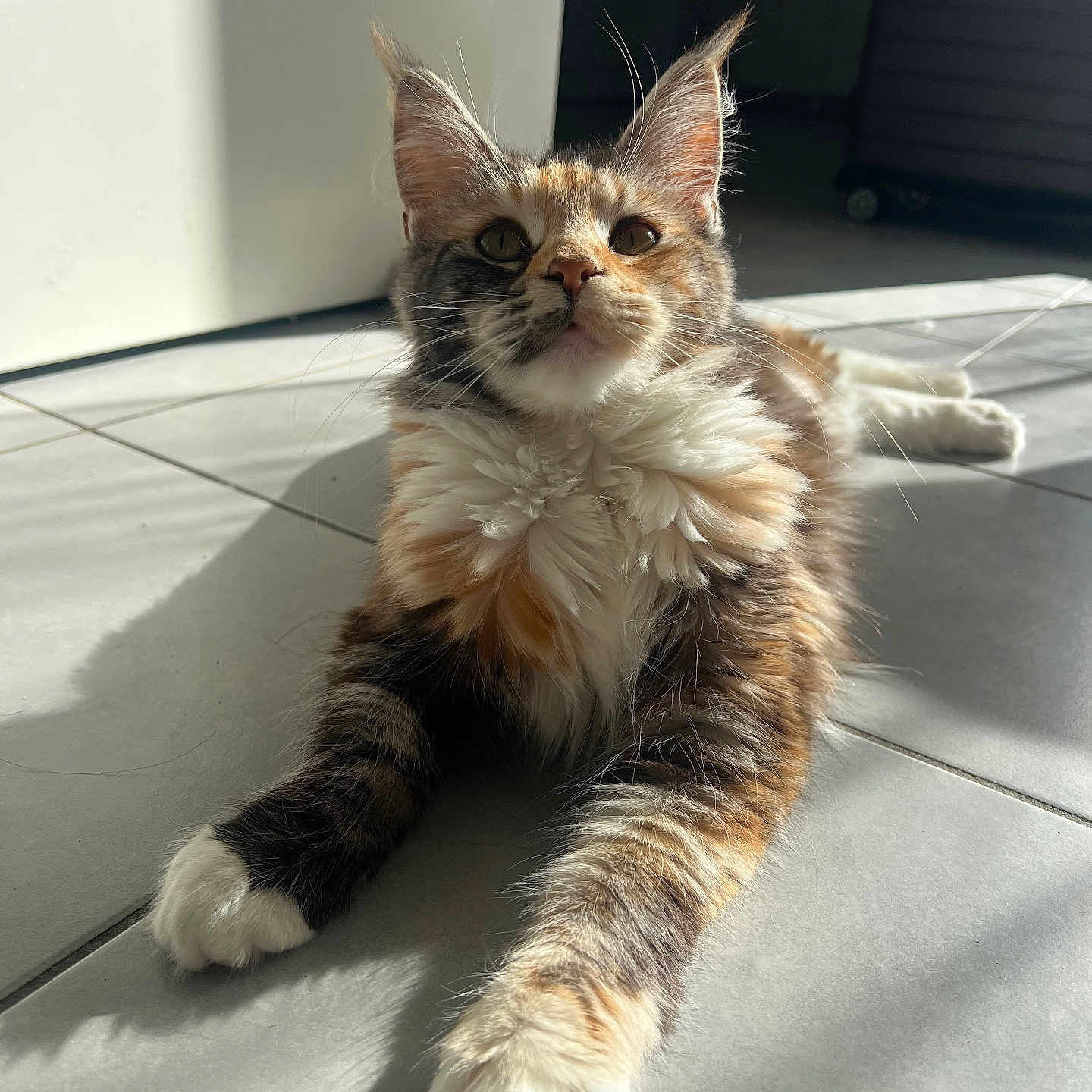 Zélia a rejoint le concours — aidez-le/la à gagner de superbes lots ! cat, feline, fluffy, indoor, sunlight, tile_floor, relaxed, curious, ears, whiskers, paws, multi-colored, pet, animal, mammal, domestic, fur, close-up, laying_down, shadow