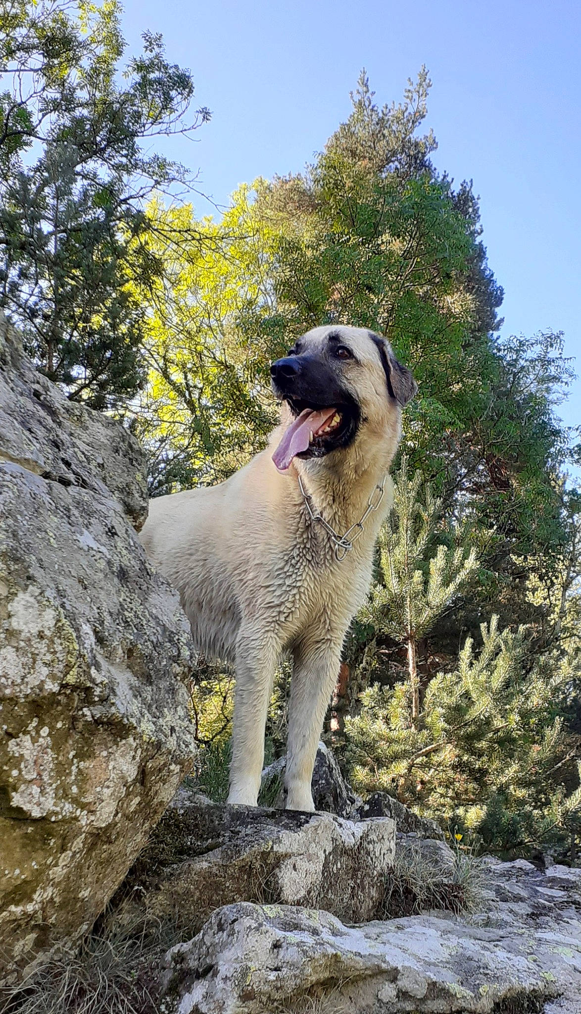 Alto a rejoint le concours — aidez-le/la à gagner de superbes lots ! ancient_dog_breeds, canidae, carnivore, companion_dog, dog, dog_breed, fang, fawn, livestock_guardian_dog, rock, sky, snout, sporting_group, terrestrial_animal, tree, working_animal, working_dog