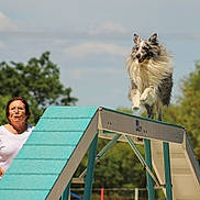Oasis a rejoint le concours — aidez-le/la à gagner de superbes lots ! active, agility_ramp, animal, canine, competition, dog, exercise, fun, glasses, greenery, happy, outdoor, person, pet, running, sport, sunny, training, trees, white_shirt