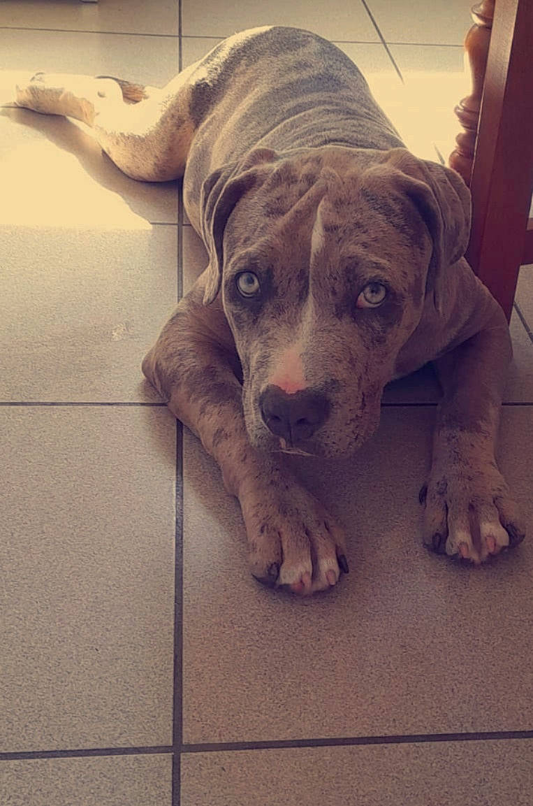 Taïka a rejoint le concours — aidez-le/la à gagner de superbes lots ! canidae, carnivore, comfort, companion_dog, dog, dog_breed, eye, fawn, flooring, fur, metal, paw, selfie, snout, sporting_group, square, tints_and_shades, whiskers, wood, working_animal