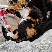 Fern joined the competition — help win amazing prizes! cat, calico_cat, black_cat, pet, sleeping_cat, nap, cuddle, companions, blanket, bedding, fur, paw, whiskers, indoor, cozy, domestic_animal, close_up, soft_texture, resting, portrait