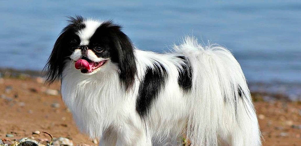 Pirate a rejoint le concours — aidez-le/la à gagner de superbes lots ! ancient_dog_breeds, balance, biting, canidae, carnivore, companion_dog, dog, dog_breed, fur, grass, herding_dog, non_sporting_group, snout, sporting_group, terrestrial_animal, working_dog