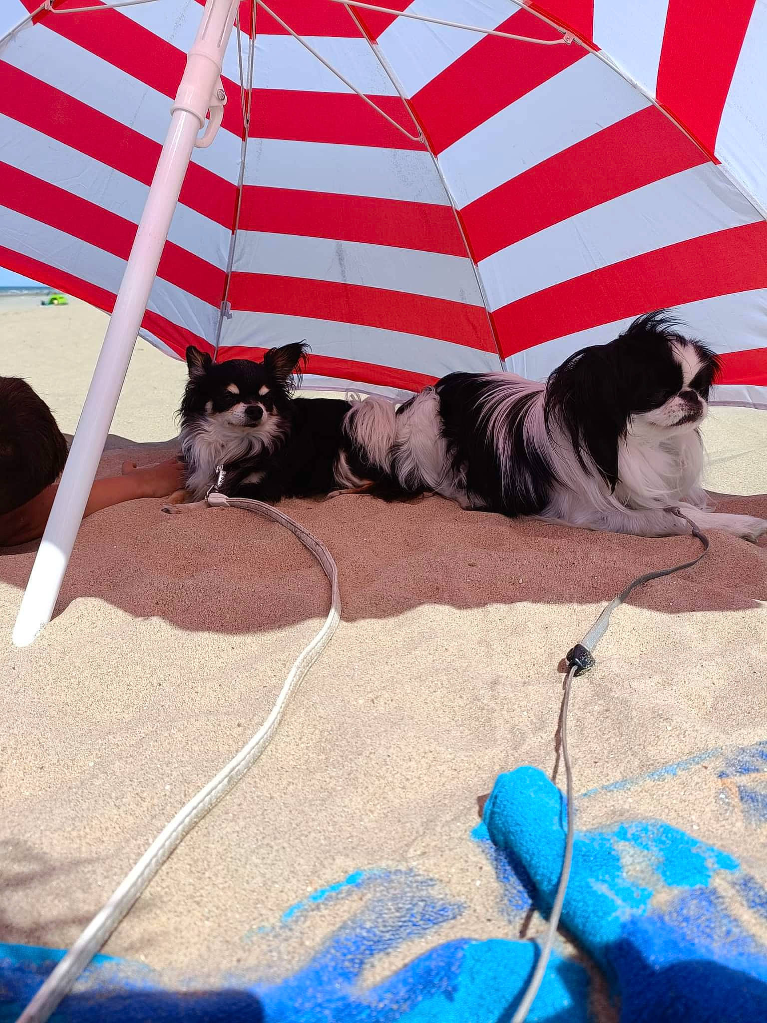 Pirate participe au concours pour gagner de l'argent avec cette photo : blue, carnivore, collar, comfort, companion_dog, dog, dog_breed, dog_supply, electric_blue, eyewear, fashion_accessory, fur, grass, mammal, outdoor_furniture, pattern, pet_supply, sporting_group, tail, tints_and_shades