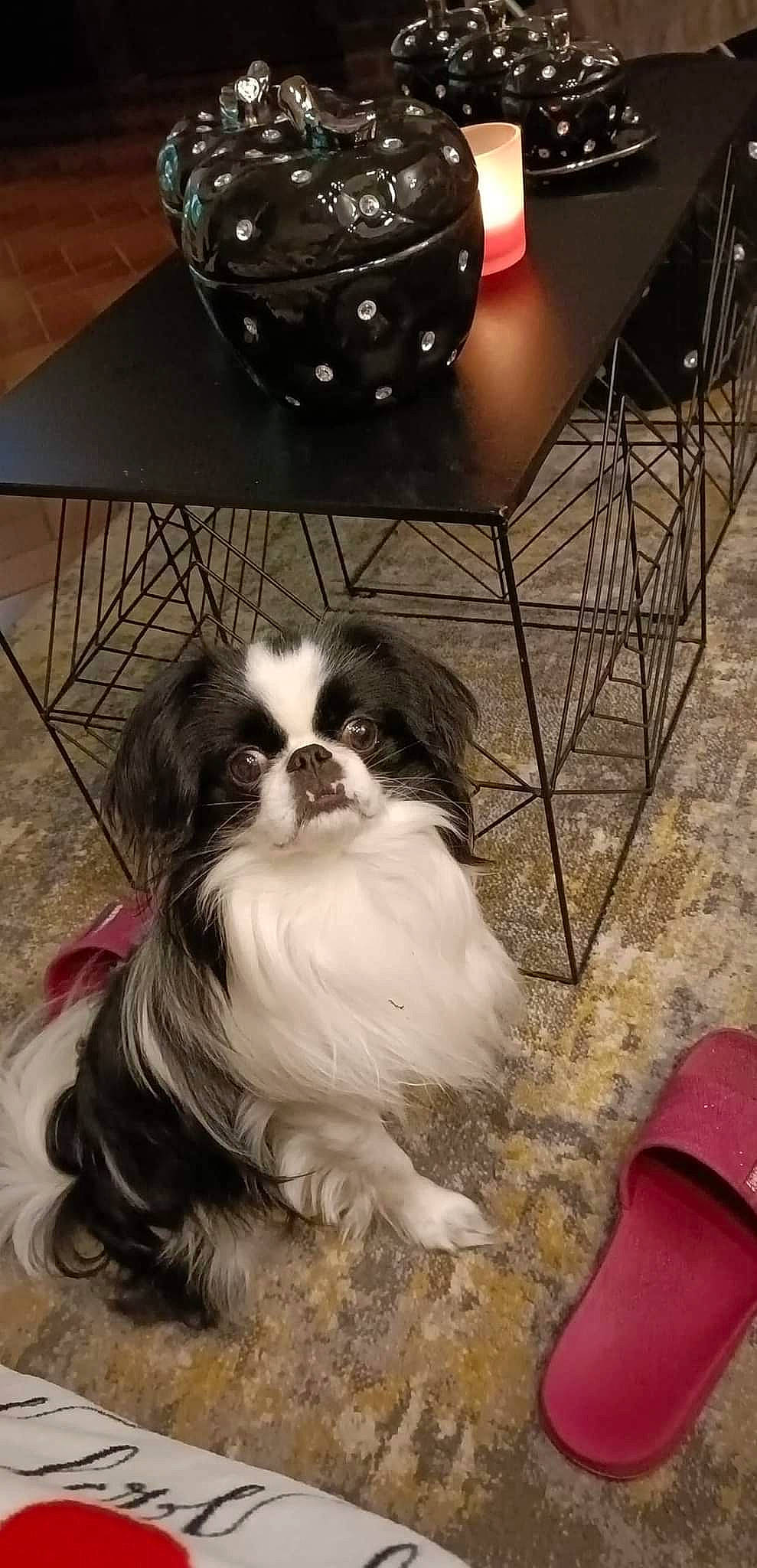 Pirate participe au concours pour gagner de l'argent avec cette photo : carnivore, chair, companion_dog, dog, dog_breed, drawer, flooring, fur, hardwood, home_appliance, king_charles_spaniel, kitchen_appliance, liver, metal, snout, sporting_group, table, tableware, toy_dog, wood