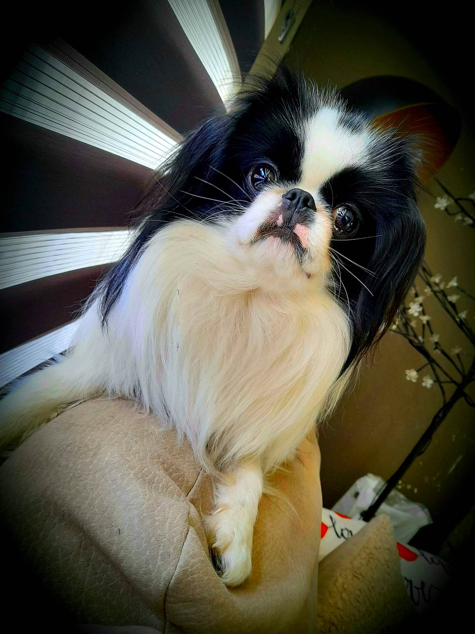 Pirate participe au concours pour gagner de l'argent avec cette photo : automotive_design, canidae, carnivore, comfort, companion_dog, dog, dog_breed, fawn, felidae, fur, non_sporting_group, sitting, small_to_medium_sized_cats, snout, sporting_group, tail, terrestrial_animal, tints_and_shades, toy_dog, whiskers