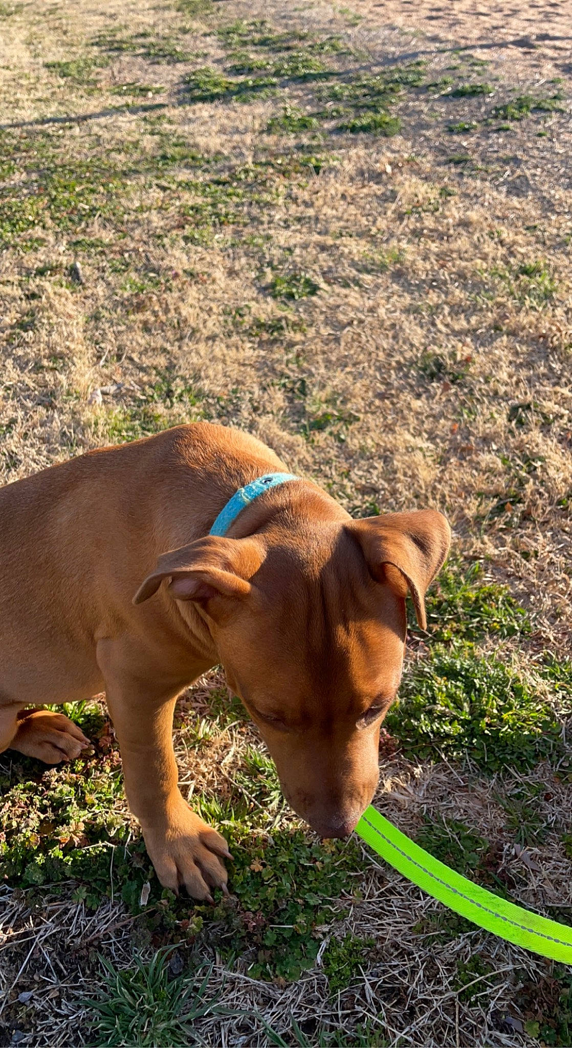 Chopper joined the competition — help win amazing prizes! canidae, carnivore, collar, companion_dog, dog, dog_breed, dog_collar, ear, fawn, grass, herbaceous_plant, liver, pet_supply, plant, snout, soil, sporting_group, tail, terrestrial_animal, working_animal