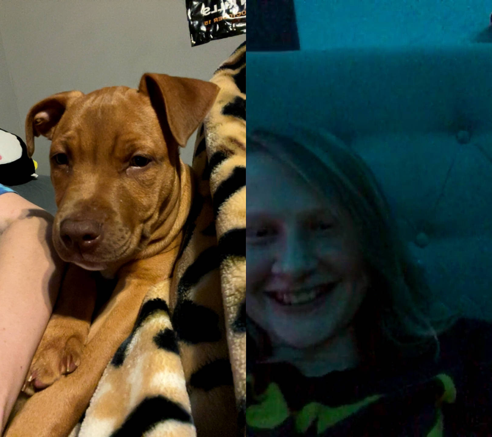 Chopper joined the competition — help win amazing prizes! carnivore, comfort, companion_dog, dog, dog_breed, dog_collar, dog_supply, fawn, fun, fur, happy, linens, pet_supply, selfie, smile, snout, sporting_group, toy_dog, whiskers, working_animal