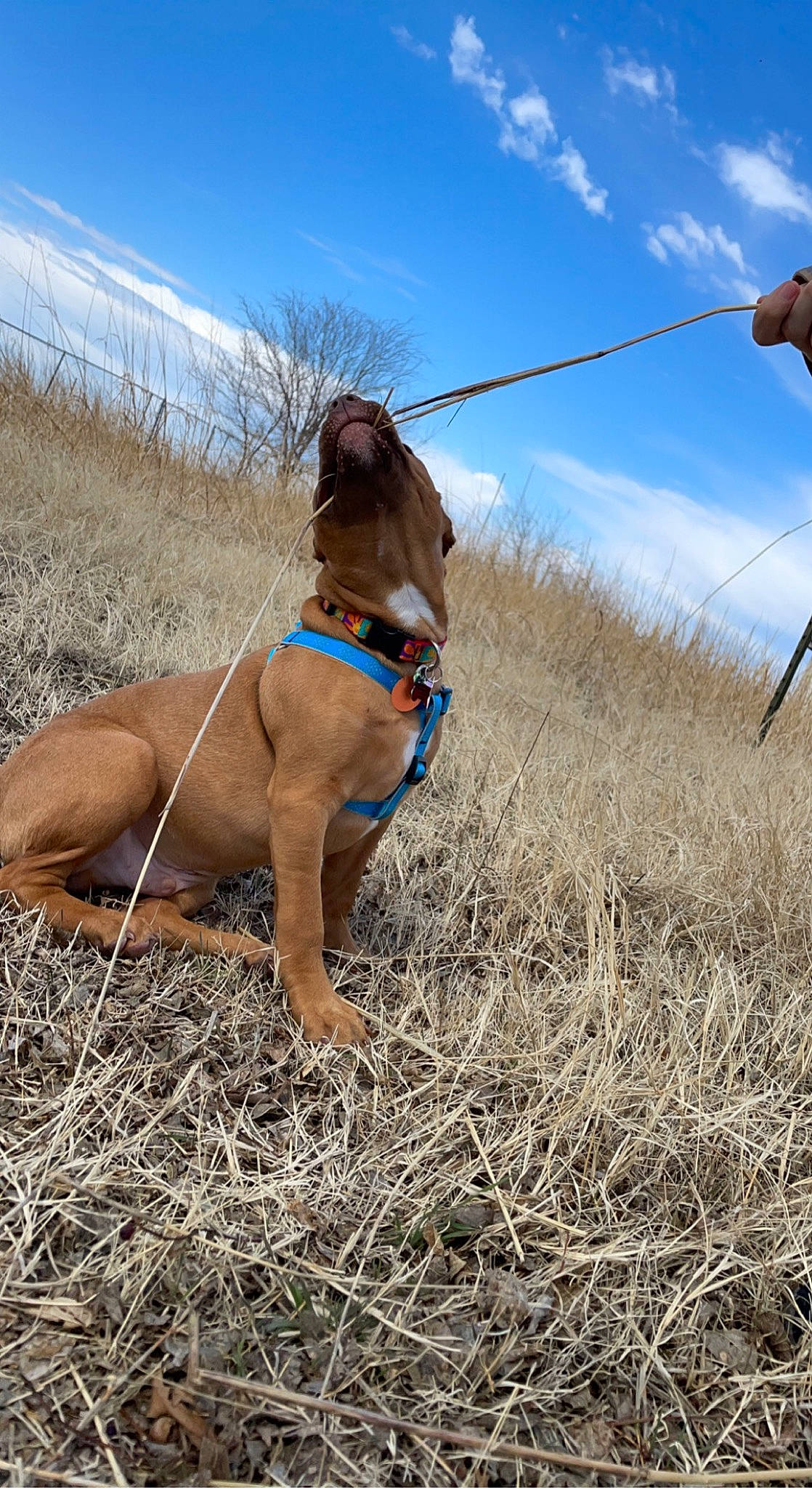 Chopper is registered to the contest to win money with this photo: agriculture, canidae, carnivore, cloud, collar, companion_dog, dog, dog_breed, dog_collar, electric_blue, fawn, grass, grassland, human_leg, leash, liver, pet_supply, plant, sky, working_animal