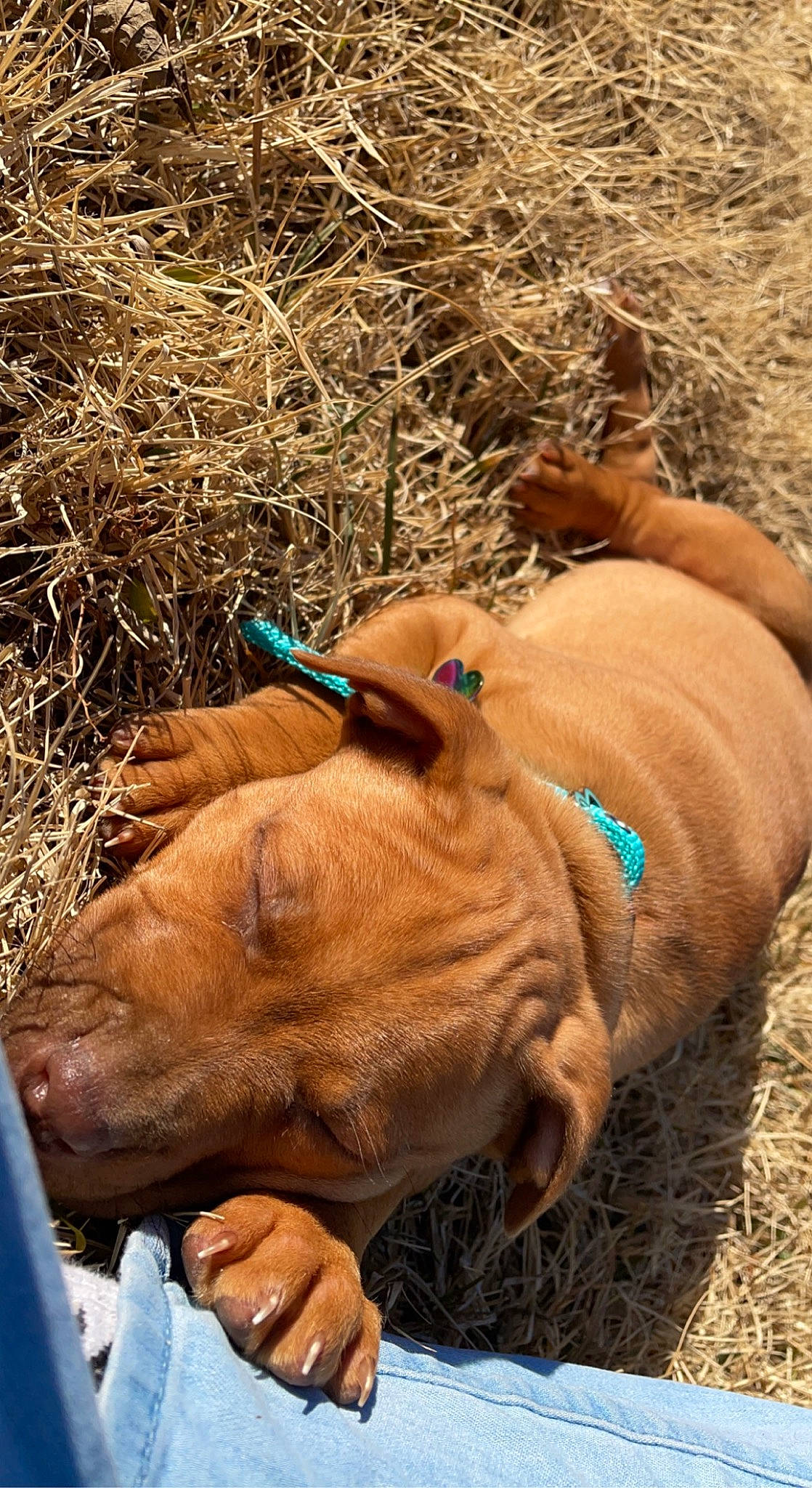 Chopper joined the competition — help win amazing prizes! canidae, carnivore, collar, companion_dog, dog, dog_breed, dog_collar, dog_supply, fawn, grass, leash, liver, mammal, pet_supply, snout, sporting_group, terrestrial_animal, vertebrate, working_animal, wrinkle