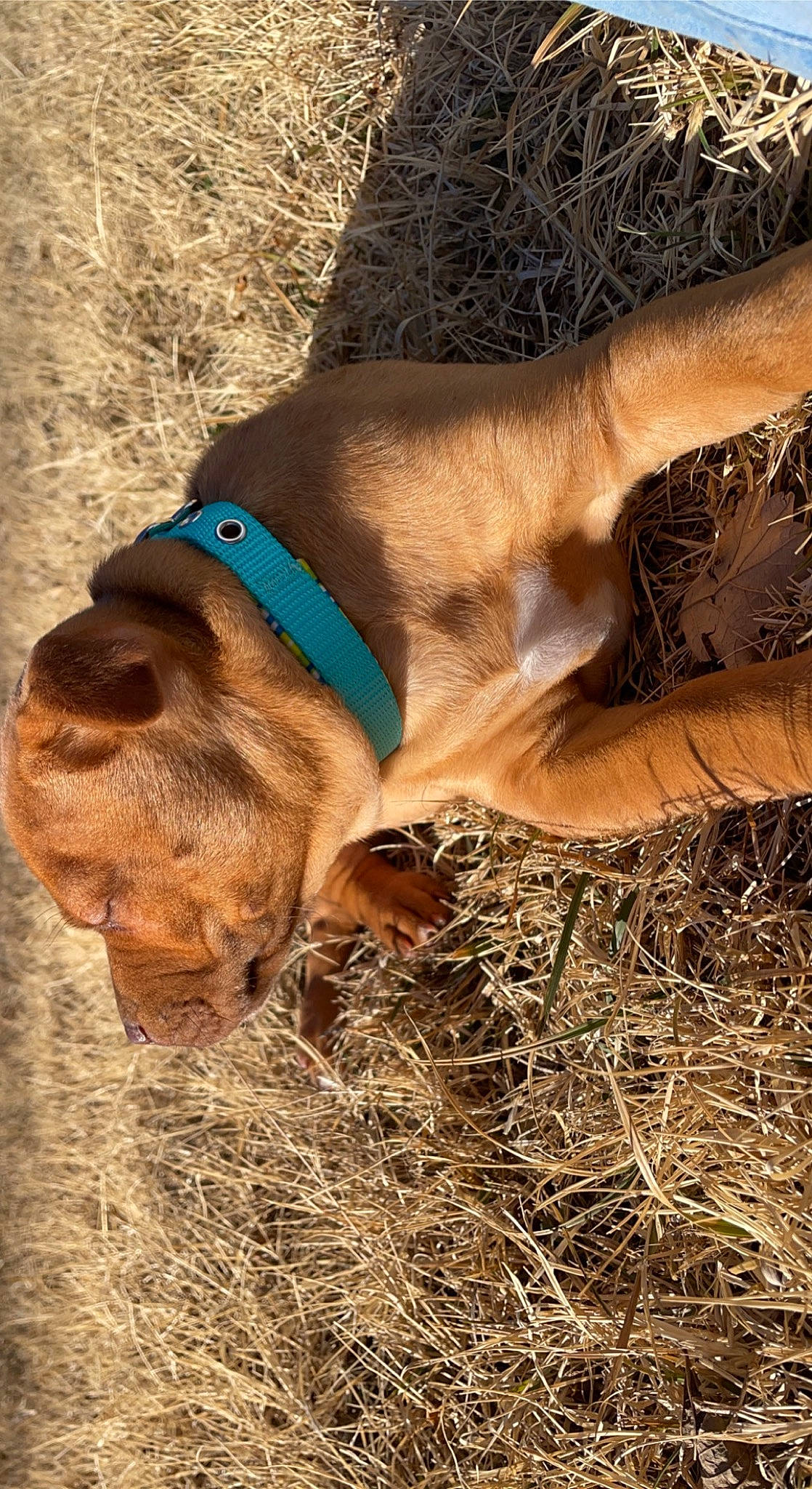 Chopper is registered to the contest to win money with this photo: carnivore, collar, companion_dog, dog, dog_breed, dog_collar, dog_supply, fawn, grass, leash, liver, natural_material, pet_supply, plant, snout, sporting_group, terrestrial_animal, vertebrate, working_animal, wrinkle