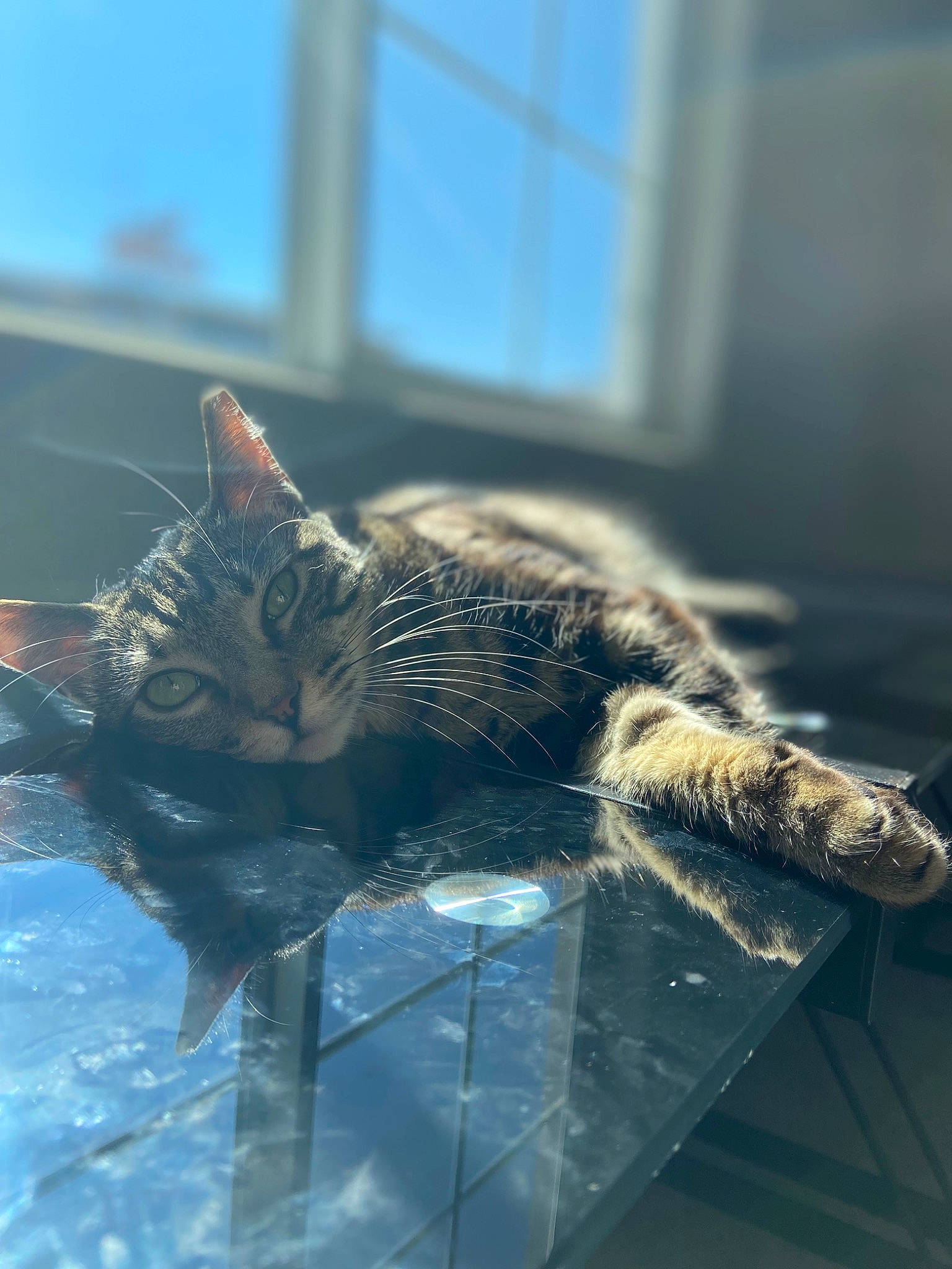 Kat joined the competition — help win amazing prizes! carnivore, cat, claw, domestic_short_haired_cat, felidae, fur, glass, grass, mammal, metal, organism, paw, reflection, shadow, small_to_medium_sized_cats, snout, tail, whiskers, wildlife, window