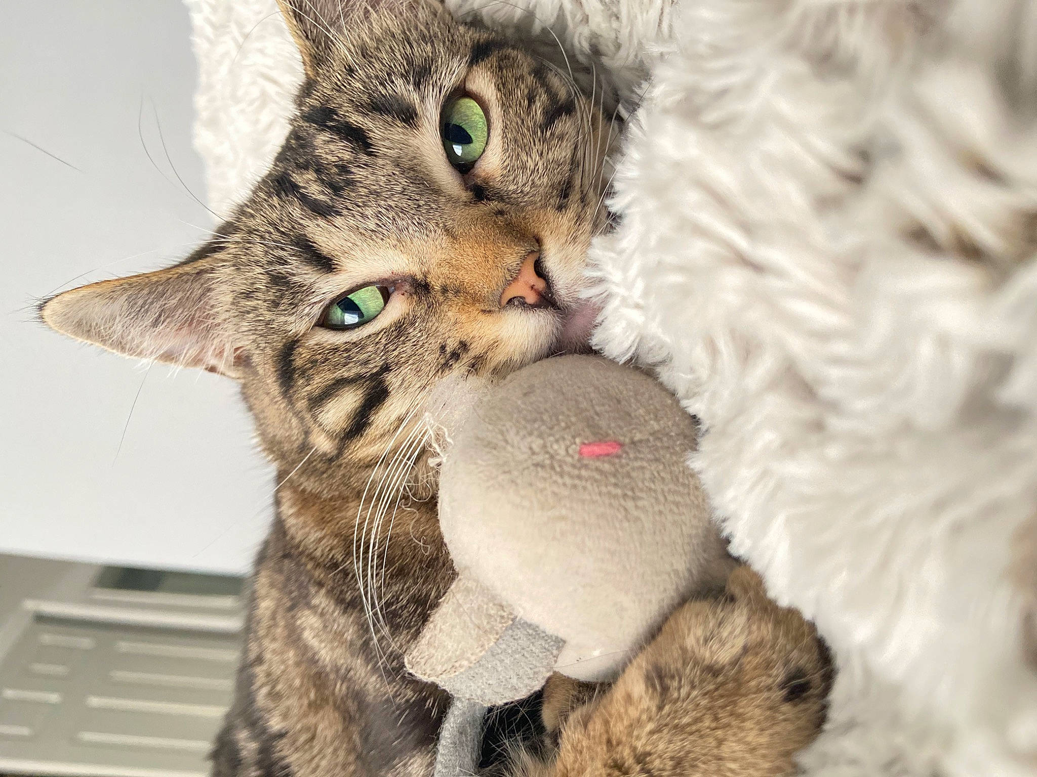 Kat is registered to the contest to win money with this photo: carnivore, cat, claw, comfort, computer_keyboard, domestic_short_haired_cat, ear, event, felidae, fur, gesture, hug, paw, small_to_medium_sized_cats, snout, tail, whiskers, wildlife