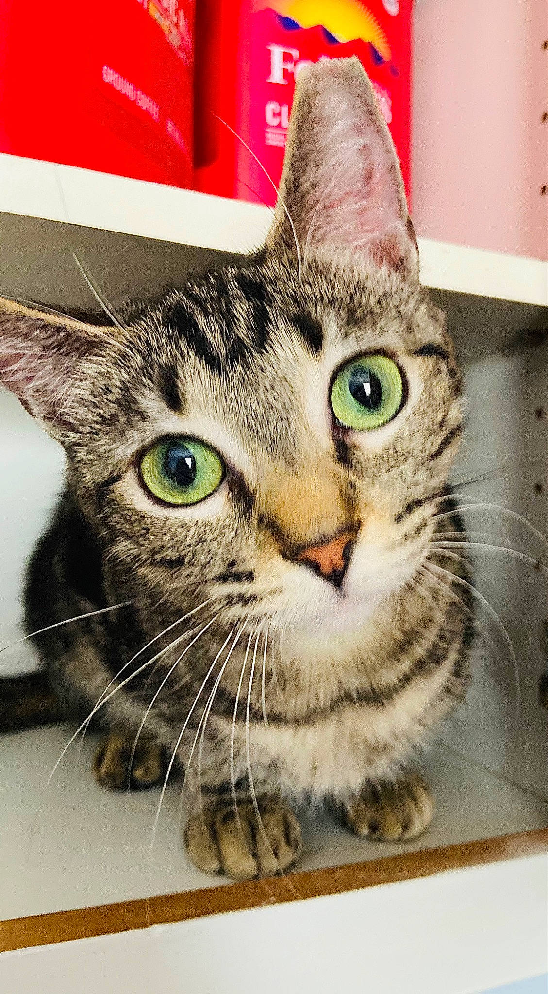 Kat joined the competition — help win amazing prizes! carnivore, cat, curious, domestic_short_haired_cat, ear, felidae, fur, paw, photo_caption, rectangle, small_to_medium_sized_cats, snout, square, whiskers