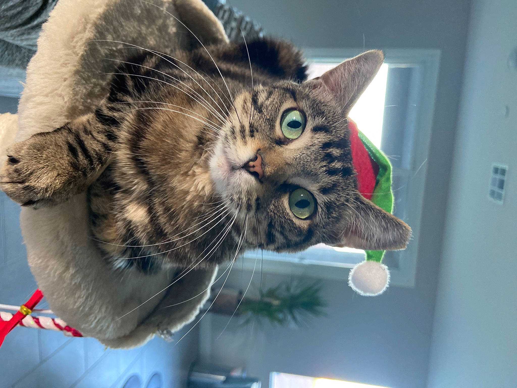 Kat is registered to the contest to win money with this photo: carnivore, cat, claw, domestic_short_haired_cat, felidae, fur, houseplant, paw, plant, small_to_medium_sized_cats, snout, tail, tree, whiskers, window