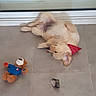 Berlioz participe au concours pour gagner de l'argent avec cette photo : puppy, dog, bandana, toy, teddy_bear, floor, tile, lying_down, playful, pet, indoor, cute, relaxed, animal, brown, small, fur, young, chew_toy, background