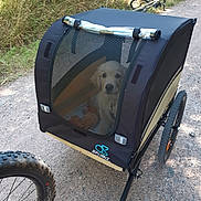 Berlioz a rejoint le concours — aidez-le/la à gagner de superbes lots ! animal, bicycle, canine, daylight, dog, gravel_path, greenery, mesh, nature, outdoor, pet, pet_trailer, petsupplies, recreation, riding, sunlight, trail, transport, vehicle, wheel