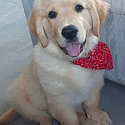 Berlioz participe au concours pour gagner de l'argent avec cette photo : golden_retriever, puppy, dog, red_bandana, indoor, floor, smiling, tongue_out, happy, pet, fur, cute, animal, sitting, canine, young, domestic, friendly, portrait, playful