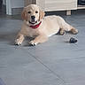 puppy, dog, golden_retriever, indoor, floor, tile, red_collar, toy, pet, animal, cute, lying_down, fur, canine, young, domestic, mammal, friendly, companion, house