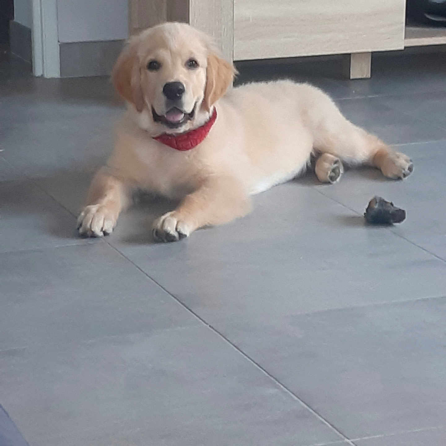 Berlioz a rejoint le concours — aidez-le/la à gagner de superbes lots ! puppy, dog, golden_retriever, indoor, floor, tile, red_collar, toy, pet, animal, cute, lying_down, fur, canine, young, domestic, mammal, friendly, companion, house