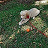 Berlioz a rejoint le concours — aidez-le/la à gagner de superbes lots ! puppy, dog, golden_retriever, grass, outdoor, sunlight, leash, bandana, orange_ball, play, pet, animal, nature, summer, cute, young_dog, resting, greenery, leaf, shade
