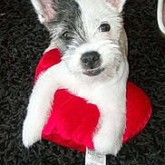 Floquito participe au concours pour gagner de l'argent avec cette photo : adorable, animal, black_patch, carpet, closeup, cute, dog, ears, fur, heart_pillow, indoor, looking_up, pet, playful, puppy, red, resting, small_dog, toy, white_fur