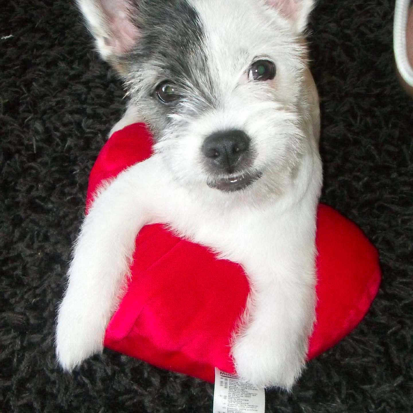 Floquito participe au concours pour gagner de l'argent avec cette photo : adorable, animal, black_patch, carpet, closeup, cute, dog, ears, fur, heart_pillow, indoor, looking_up, pet, playful, puppy, red, resting, small_dog, toy, white_fur