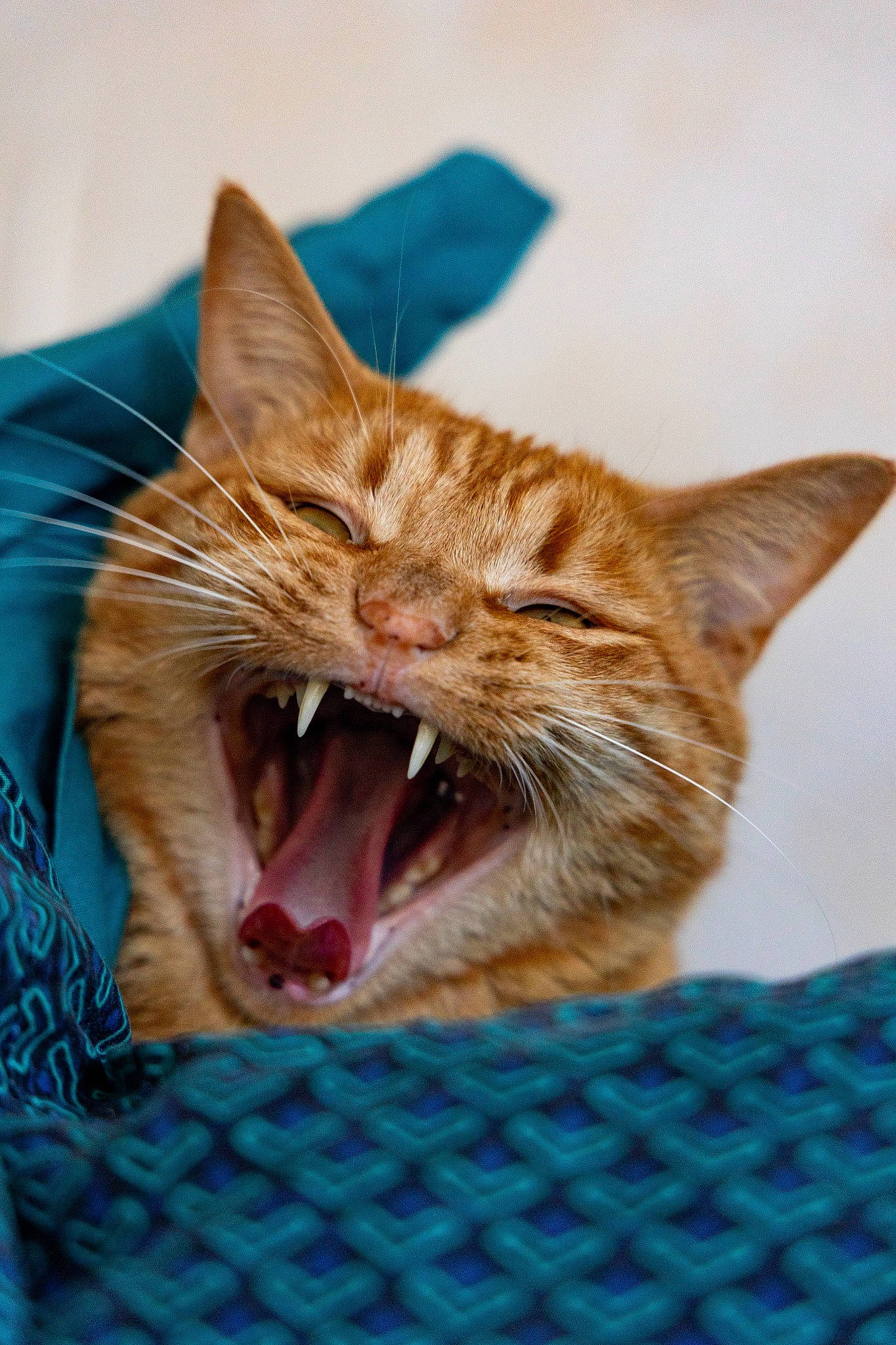 Rew-ka participe au concours pour gagner de l'argent avec cette photo : blue, carnivore, cat, claw, close_up, collar, domestic_short_haired_cat, fang, fawn, felidae, fur, mammal, paw, small_to_medium_sized_cats, snout, tooth, vertebrate, whiskers, wildlife, yawn