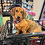 aisle, animal, black_metal, brown, collar, cute, dachshund, dog, flowers, fur, grocery_store, indoor, leash, pet, pet_accessory, pet_shopping, puppy, retail, shopping_cart, small_dog